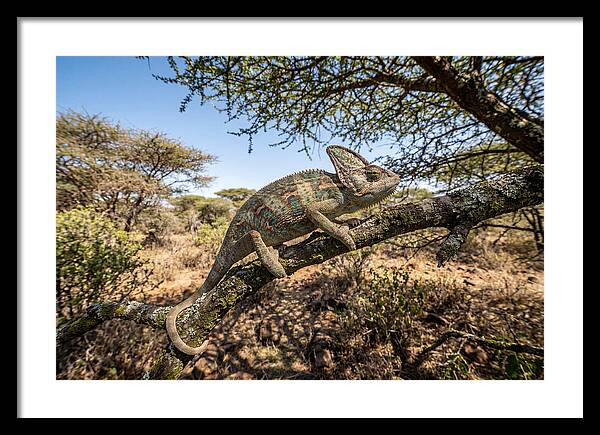Chameleon In Natures Embrace
