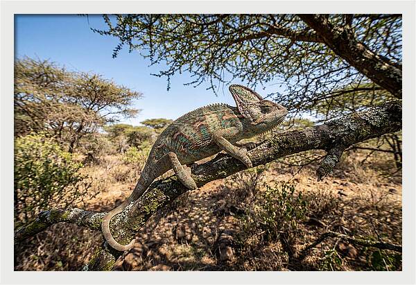 Chameleon In Natures Embrace