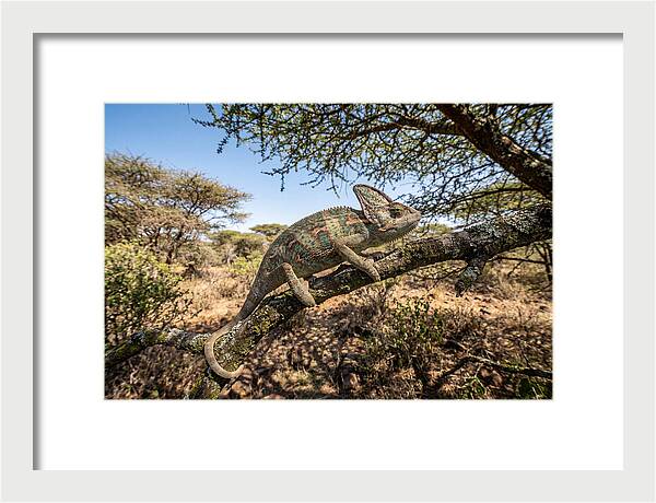 Chameleon In Natures Embrace