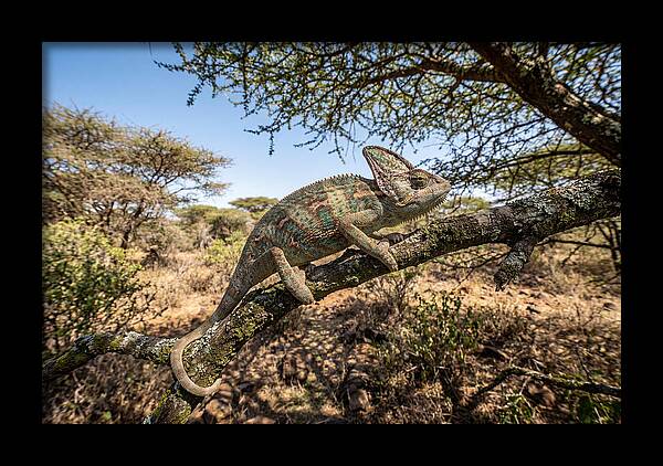 Chameleon In Natures Embrace
