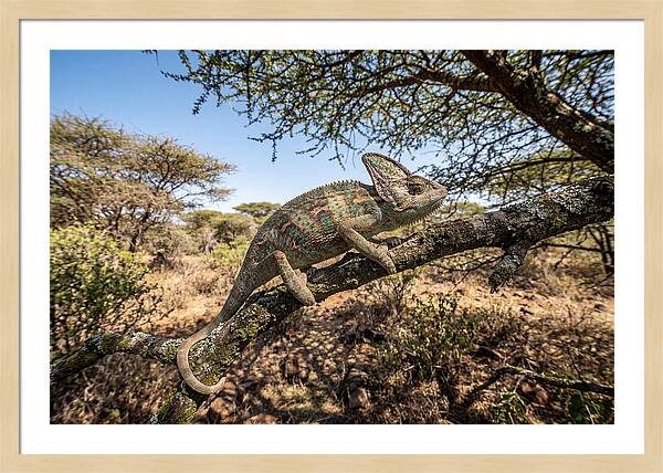 Chameleon In Natures Embrace