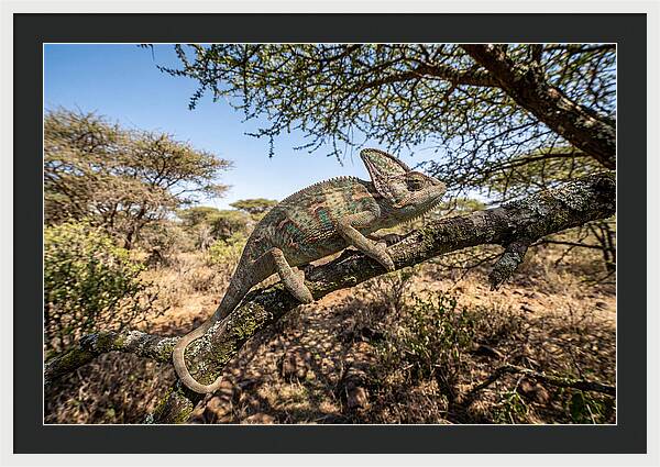 Chameleon In Natures Embrace
