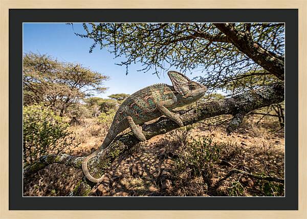 Chameleon In Natures Embrace