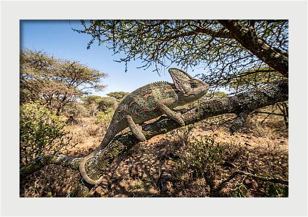 Chameleon In Natures Embrace