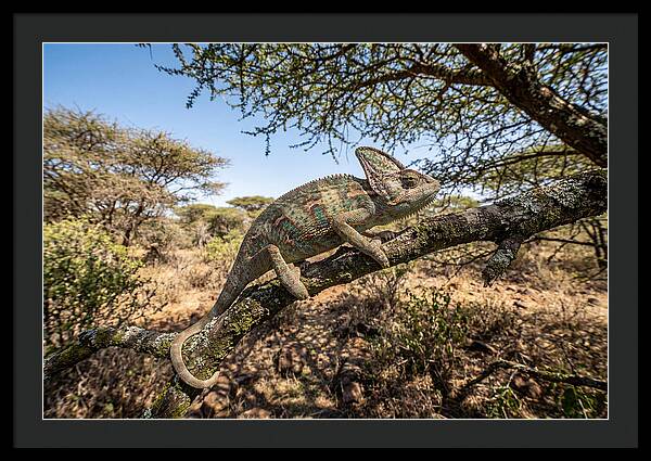 Chameleon In Natures Embrace