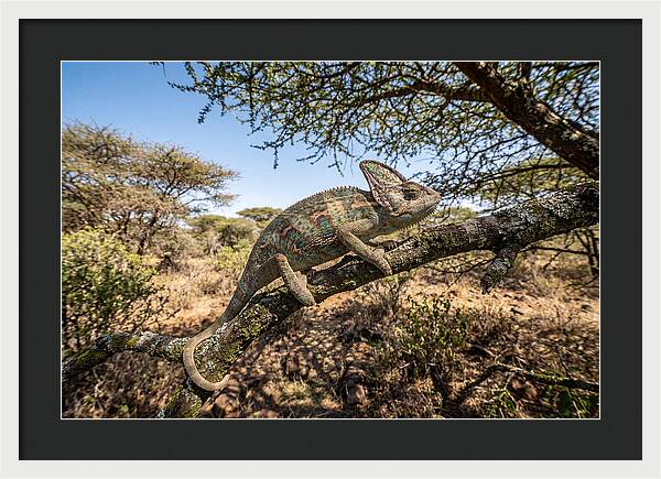 Chameleon In Natures Embrace