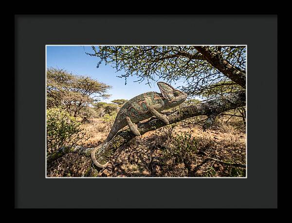 Chameleon In Natures Embrace