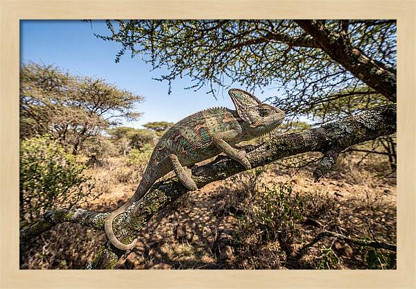 Chameleon In Natures Embrace