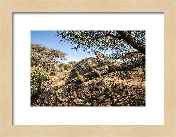 Chameleon In Natures Embrace