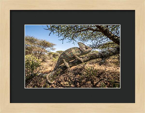 Chameleon In Natures Embrace