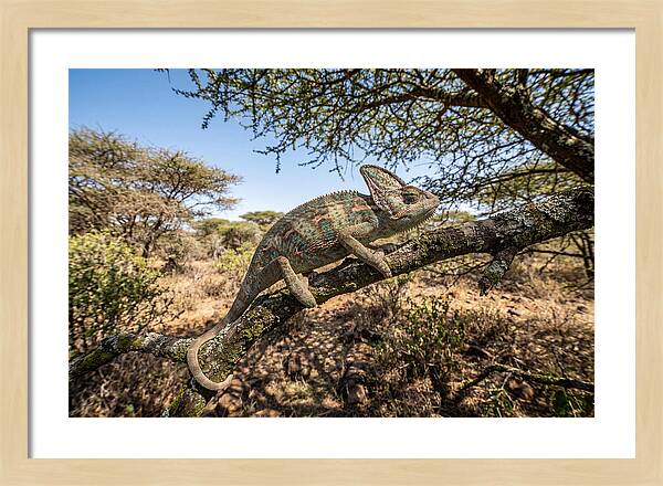 Chameleon In Natures Embrace