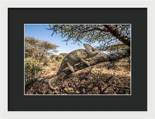 Chameleon In Natures Embrace