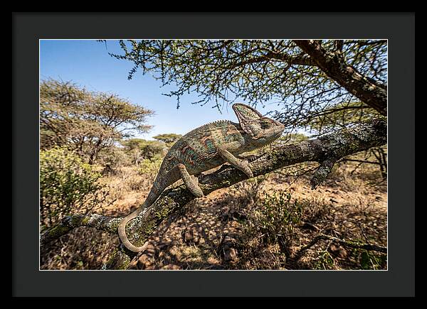 Chameleon In Natures Embrace