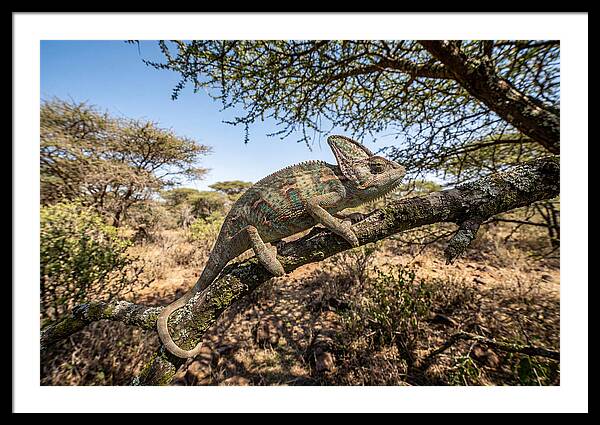 Chameleon In Natures Embrace