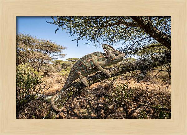 Chameleon In Natures Embrace