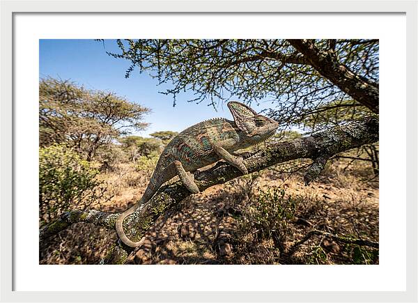 Chameleon In Natures Embrace