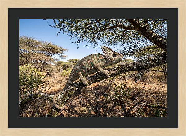 Chameleon In Natures Embrace