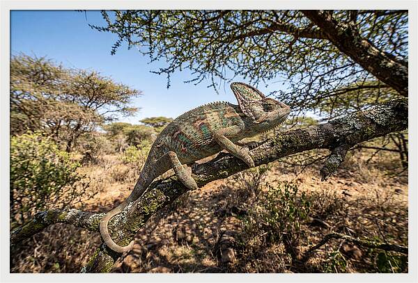 Chameleon In Natures Embrace