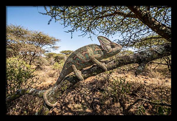 Chameleon In Natures Embrace