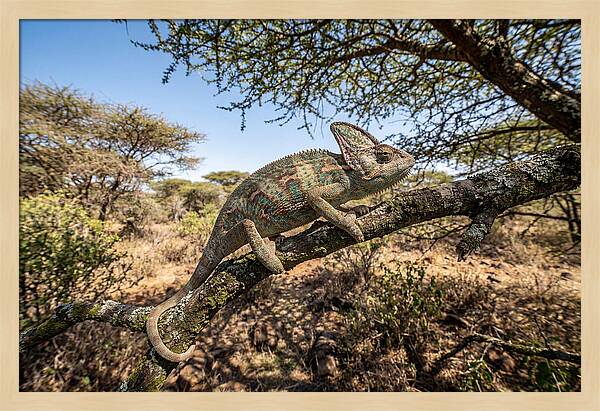 Chameleon In Natures Embrace