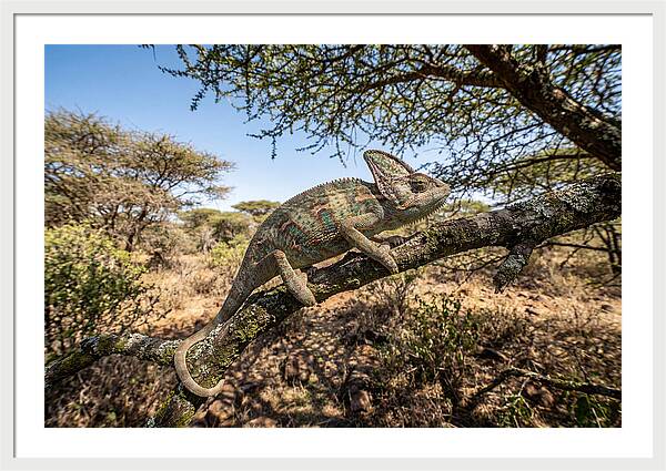 Chameleon In Natures Embrace