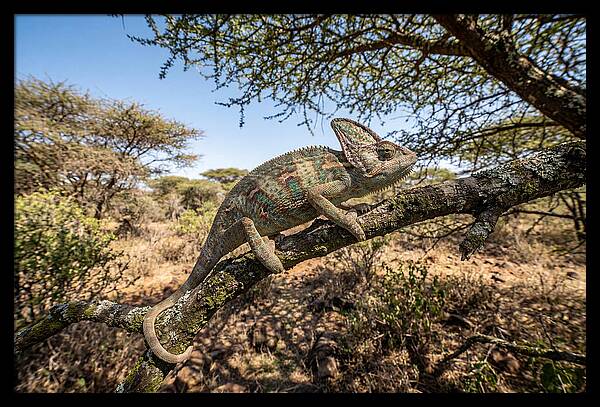 Chameleon In Natures Embrace