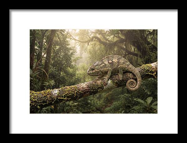 Chameleon On Tropical Branch