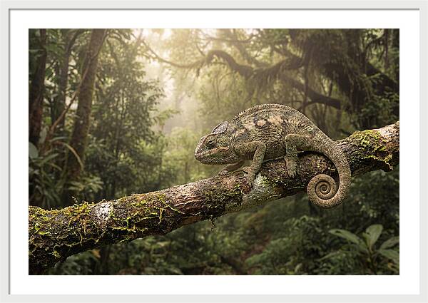 Chameleon On Tropical Branch