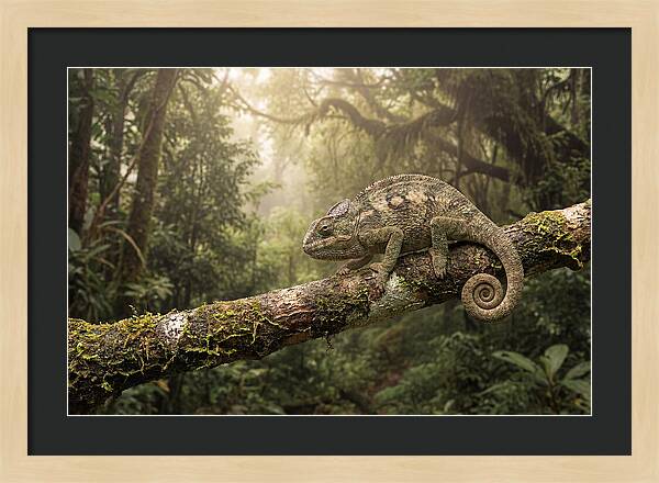 Chameleon On Tropical Branch