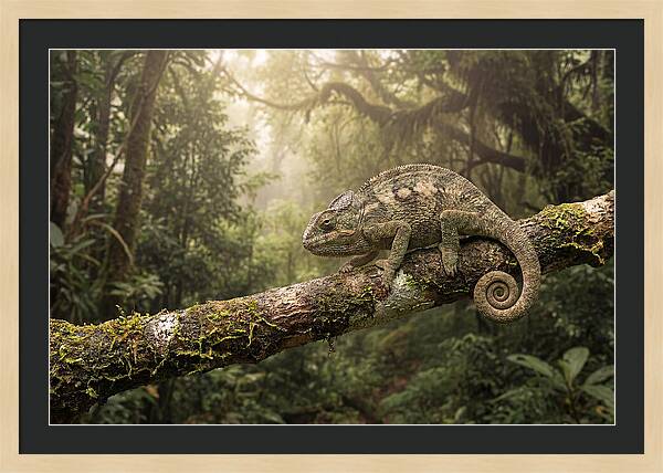 Chameleon On Tropical Branch