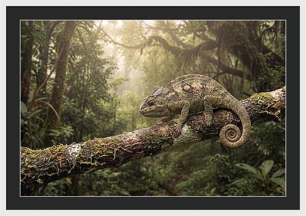 Chameleon On Tropical Branch