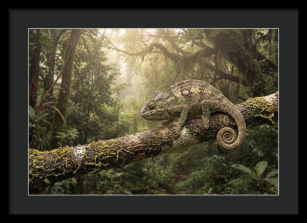 Chameleon On Tropical Branch