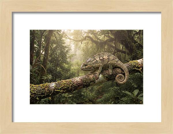 Chameleon On Tropical Branch