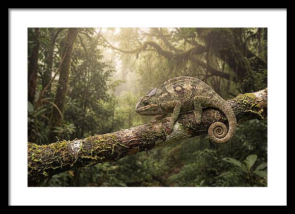 Chameleon On Tropical Branch