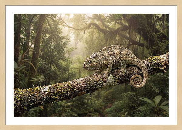 Chameleon On Tropical Branch