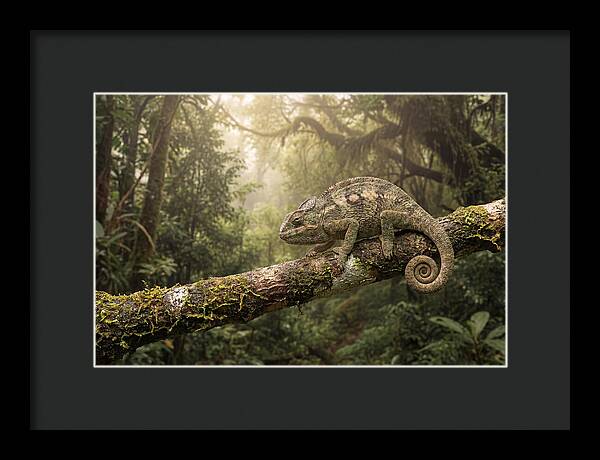 Chameleon On Tropical Branch