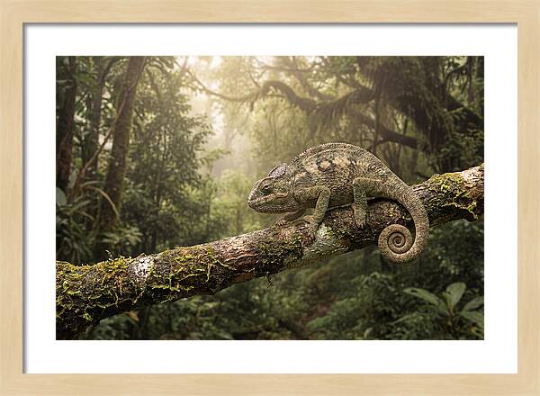 Chameleon On Tropical Branch