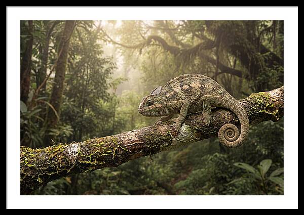 Chameleon On Tropical Branch