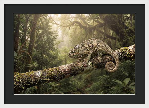 Chameleon On Tropical Branch
