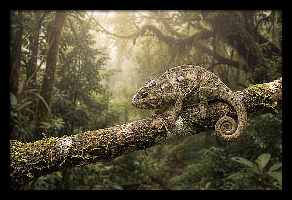 Chameleon On Tropical Branch