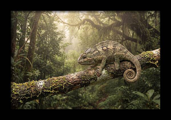 Chameleon On Tropical Branch
