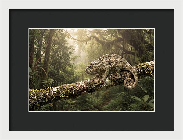 Chameleon On Tropical Branch