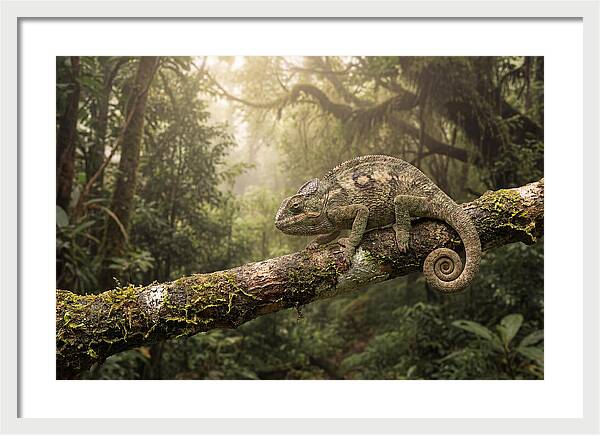 Chameleon On Tropical Branch