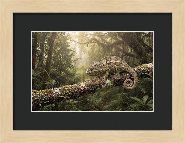 Chameleon On Tropical Branch