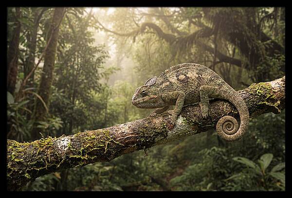 Chameleon On Tropical Branch