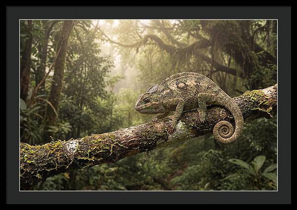 Chameleon On Tropical Branch