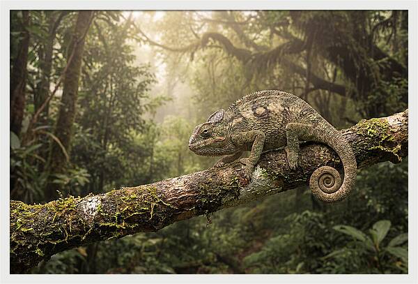 Chameleon On Tropical Branch