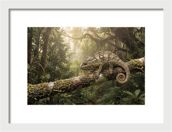 Chameleon On Tropical Branch