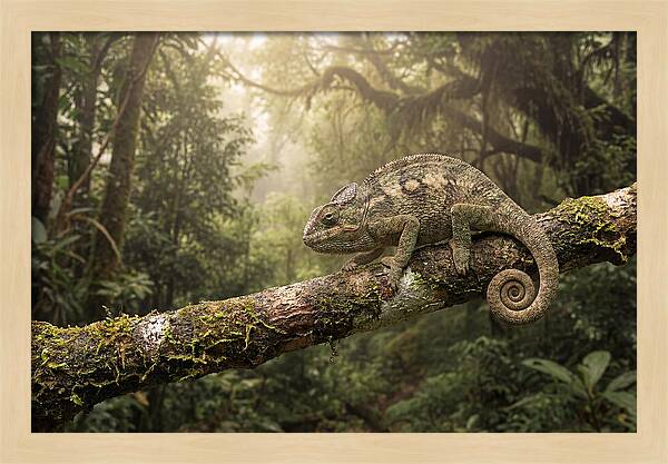 Chameleon On Tropical Branch