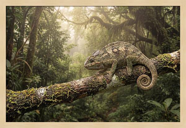 Chameleon On Tropical Branch